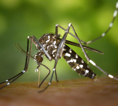 Foto zu dem Text "Neue “Chikungunya“-Fälle in Spanien"