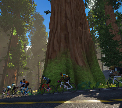 Foto zu dem Text "Zwift: Unter Mammut-Bäumen auf dem Titan´s Grove"