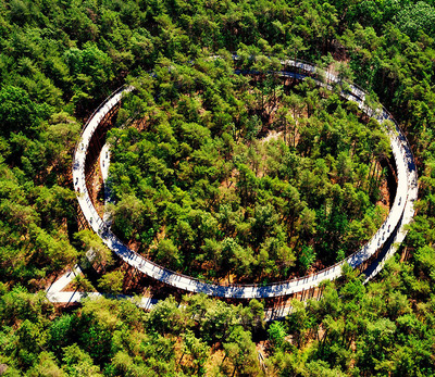 Foto zu dem Text "“Cycling Through the Trees“: Radfahren auf Wipfel-Höhe"