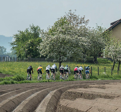 Foto zu dem Text "Kirschblüten-Radklassik: Obsternte statt Obstblüte"