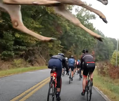 Foto zu dem Text "Gran Fondo Hincapie: Reh springt über Radler-Gruppe"