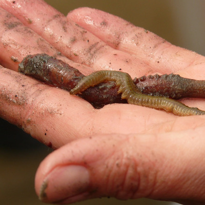 Foto zu dem Text "Blutdoping mit Wurm-Präparat rückt in den Behördenfokus"